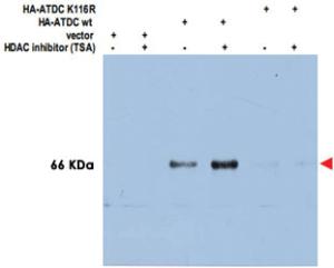 Anti-TRIM29 Rabbit Polyclonal Antibody