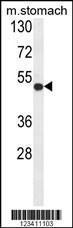 Anti-FERMT1 Rabbit Polyclonal Antibody (PE (Phycoerythrin))