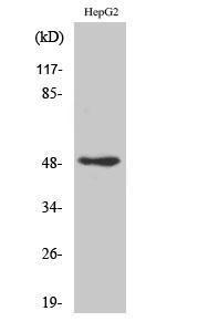 Western blot analysis of various cells using Anti-AP2C Antibody