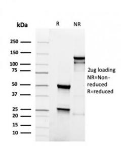 Antibody anti-PAX5 RPAX54228 100 µg