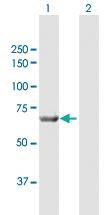 Anti-COX1 Rabbit Polyclonal Antibody