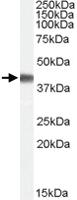 Anti-PPID Goat Polyclonal Antibody