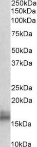 Anti-Npc2 Goat Polyclonal Antibody