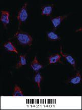 Anti-LGR5 Rabbit Polyclonal Antibody