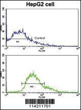 Anti-LGR5 Rabbit Polyclonal Antibody