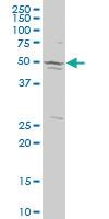 Anti-SMC4 Mouse Polyclonal Antibody