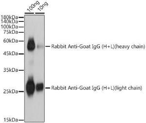 Rabbit Anti-Goat IgG H&L antibody