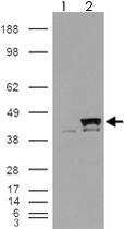 Anti-PPID Goat Polyclonal Antibody