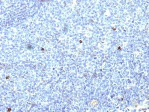 Immunohistochemical analysis of formalin-fixed, paraffin-embedded human tonsil using Anti-HLA Aw32 + HLA A25 Antibody [SPM418]