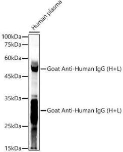 Antibody A305245-200 200 µl