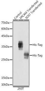 Western blot analysis of extracts of normal 293T cells, 293T transfected with EPCAM Protein and 293T transfected with SOST Protein, using Anti-His Tag Antibody (A306183) at 1:10,000 dilution