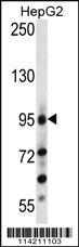 Anti-LGR5 Rabbit Polyclonal Antibody