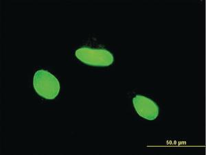 Anti-MLLT6 Mouse Monoclonal Antibody [clone: 1B2]