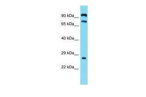 Anti-C2orf70 Rabbit Polyclonal Antibody