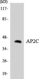 Anti-AP2C antibody