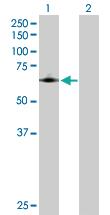 Anti-COX1 Rabbit Polyclonal Antibody