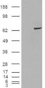 HEK293 overexpressing IGF2BP2 (RC205673) and probed with Anti-IGF2BP2 Antibody (A83329) (mock transfection in first lane), tested by Origene