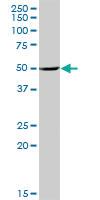 Anti-COX1 Rabbit Polyclonal Antibody