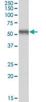 Anti-EGR2 Goat Polyclonal Antibody