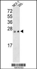 Anti-PRL3 Rabbit Polyclonal Antibody