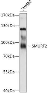 Anti-SMURF 2 antibody