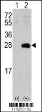 Anti-SIGMAR1 Rabbit Polyclonal Antibody