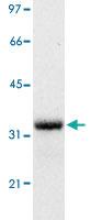 Anti-GFP Mouse Monoclonal Antibody