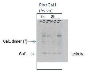 Anti-LGALS1 Rabbit Polyclonal Antibody