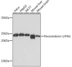 Western blot analysis of extracts of various cell lines, using Anti-Peroxiredoxin 1/PAG Antibody [ARC1274] (A307852) at 1:1,000 dilution