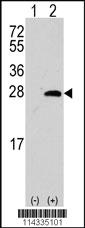 Anti-SIGMAR1 Rabbit Polyclonal Antibody