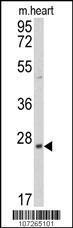 Anti-PRL3 Rabbit Polyclonal Antibody (APC (Allophycocyanin))