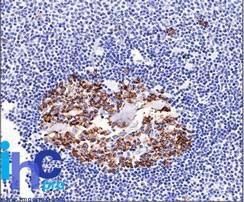 Immunohistochemical analysis of formalin-fixed, paraffin-embedded normal human spleen tissue using Anti-CDw75 Antibody [LN-1]