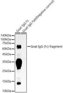 Western blot analysis of variou