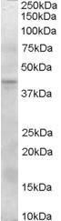 Anti-SERPINI2 Antibody (A83331) (0.3 µg/ml) staining of Human Pancreas lysate (35 µg protein in RIPA buffer). Primary incubation was 1 hour. Detected by chemiluminescence