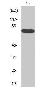 Western blot analysis of 293 cells using Anti-Annexin A6 Antibody