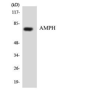 Antibody anti-AMPH A98292-100 100 µg