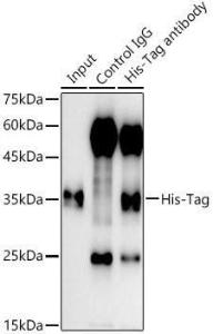 Immunoprecipitation analysis of 300µg extract cell lysate from 293T cells transfected with EPCAM expression vector containing a His-Tag using 3µg of Anti-His Tag Antibody (A306183). This Western blot was performed on the immunoprecipitate using Anti-His Tag Antibody (A306183) at 1:5,000 dilution.