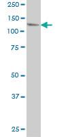 Anti-USP48 Mouse Monoclonal Antibody [clone: 3G4]