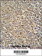 Anti-ZNF180 Rabbit Polyclonal Antibody (APC (Allophycocyanin))