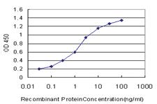 Anti-ISCA1 Mouse Monoclonal Antibody [clone: 2E9]