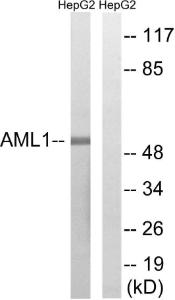 Western blot analysis of lysates from HepG2 cells, treated with PMA 125ng/ml 30' using Anti-AML1 Antibody The right hand lane represents a negative control, where the antibody is blocked by the immunising peptide