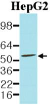 Anti-PDCD4 Mouse Monoclonal Antibody [clone: k4C1]