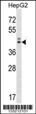 Anti-NGDN Rabbit Polyclonal Antibody