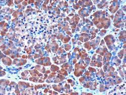 Anti-SERPINI2 Antibody (A83331) (3 µg/ml) staining of paraffin embedded Human Pancreas. Microwaved antigen retrieval with citrate buffer pH 6, HRP-staining