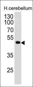 Western blot analysis of human cerebellum lysate using Anti-PAX6 Antibody [PAX6/498]