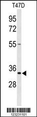 Anti-TSPAN33 Rabbit Polyclonal Antibody