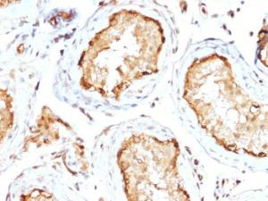 Immunohistochemical analysis of formalin-fixed, paraffin-embedded human testis using Anti-14-3-3E Antibody [CPTC-YWHAE-1]