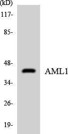 Anti-RUNX1/AML1+RUNX3+RUNX2 Rabbit Polyclonal Antibody