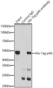 Immunoprecipitation analysis of extracts of cells using Anti-His Tag Antibody (A306183). This Western blot was performed on the immunoprecipitate using Anti-His Tag Antibody (A306183) at a dilition of 1:3000.