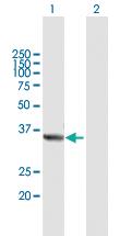 Anti-TRUB2 Mouse Polyclonal Antibody